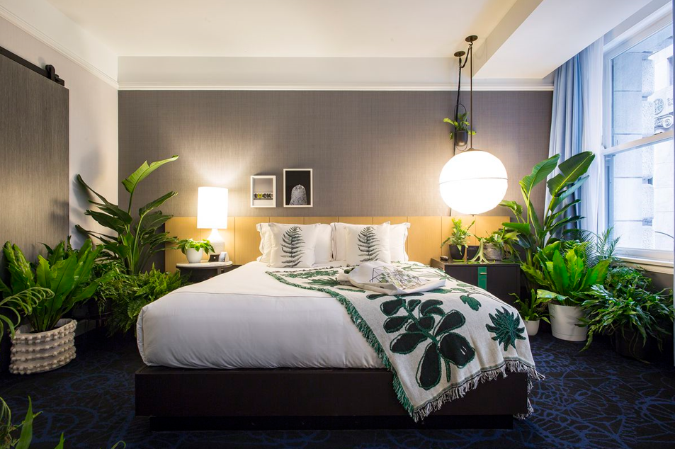 Best Low-Maintenance Plants for Hotel Rooms and Suites