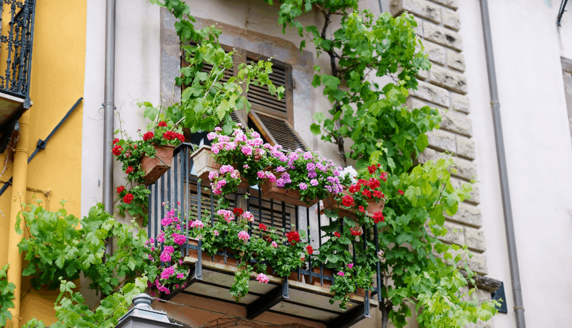 Top Climbing Plants for Balcony and Terrace Gardens