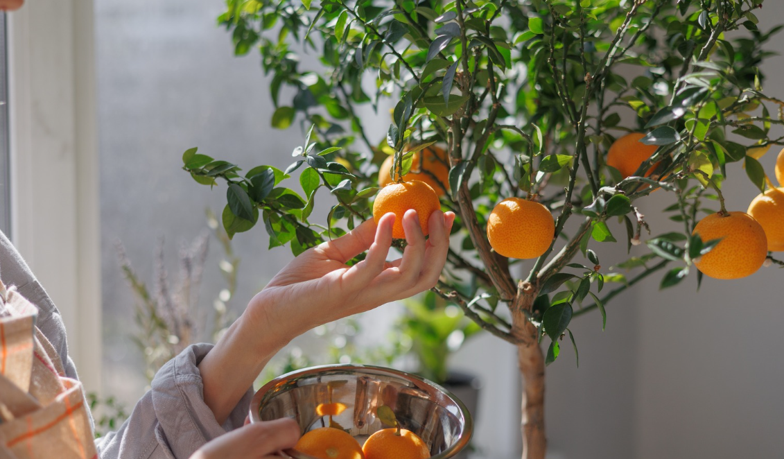 Common Problems in Fruit Trees and How to Fix Them