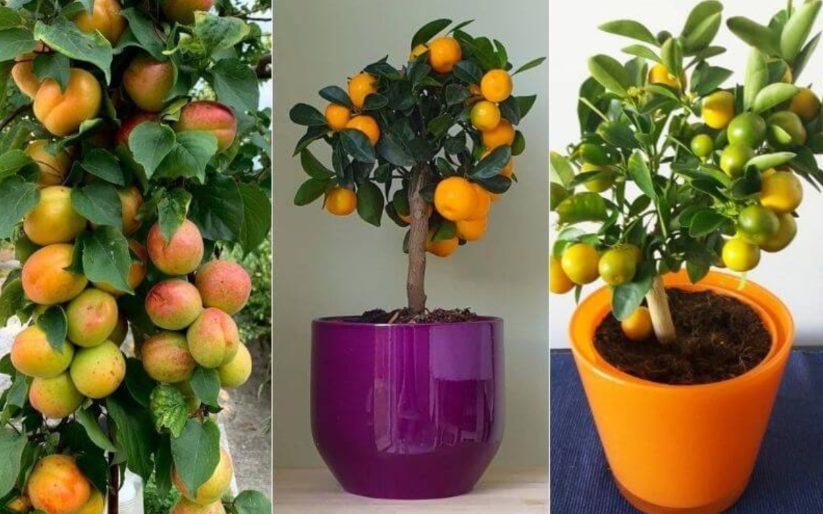 Low-Maintenance Fruit Trees for Beginners