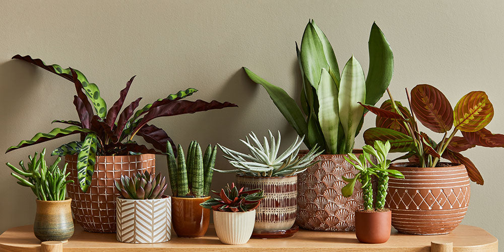 Indoor Plant Containers