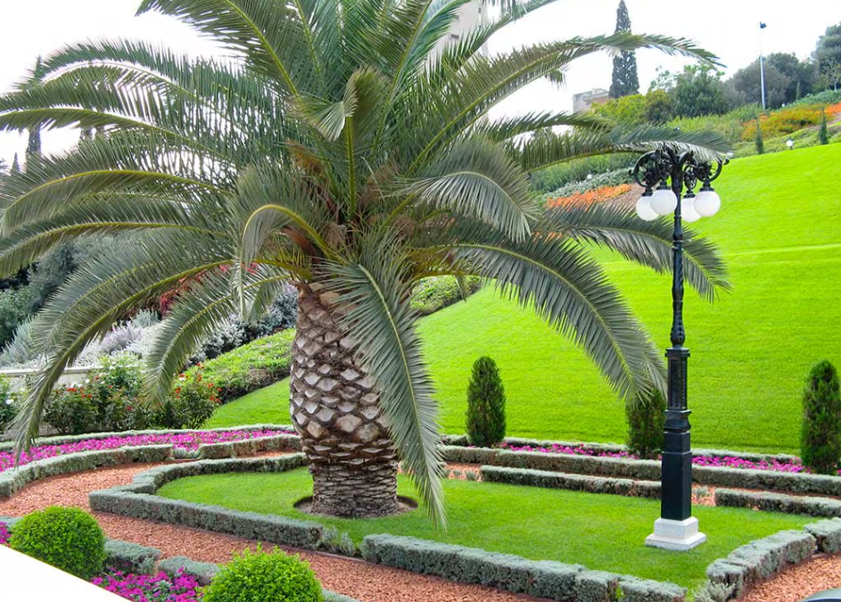 Top Outdoor Palm Trees for Dubai Gardens