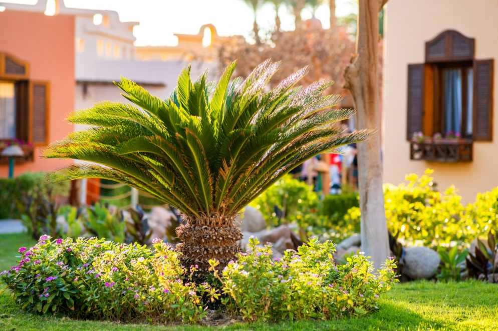 Top 5 Palm Trees That Add Luxury to Your Outdoor Space