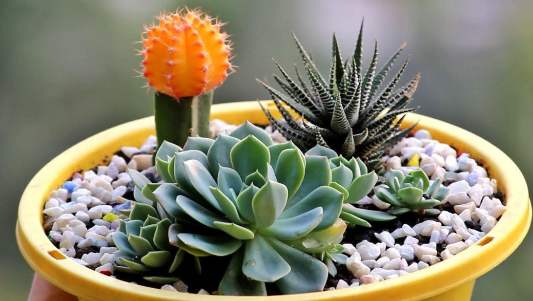 Common Mistakes to Avoid with Succulents