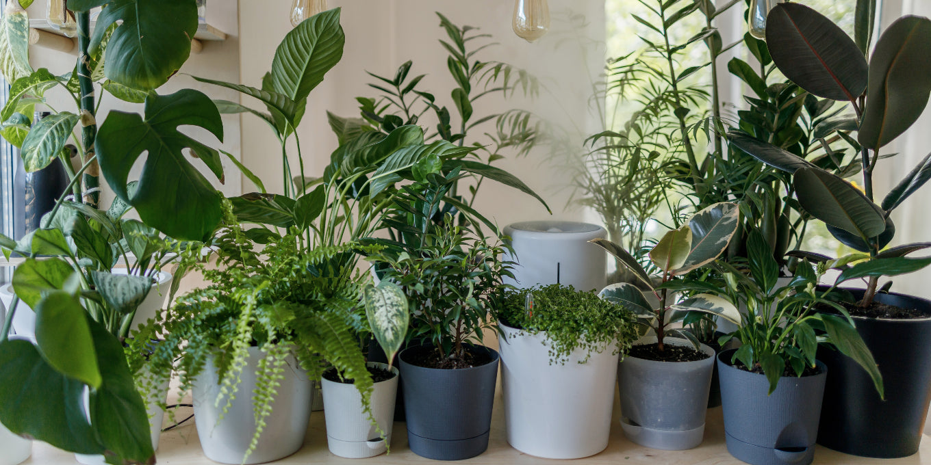 Plants Care and Our Services in Dubai