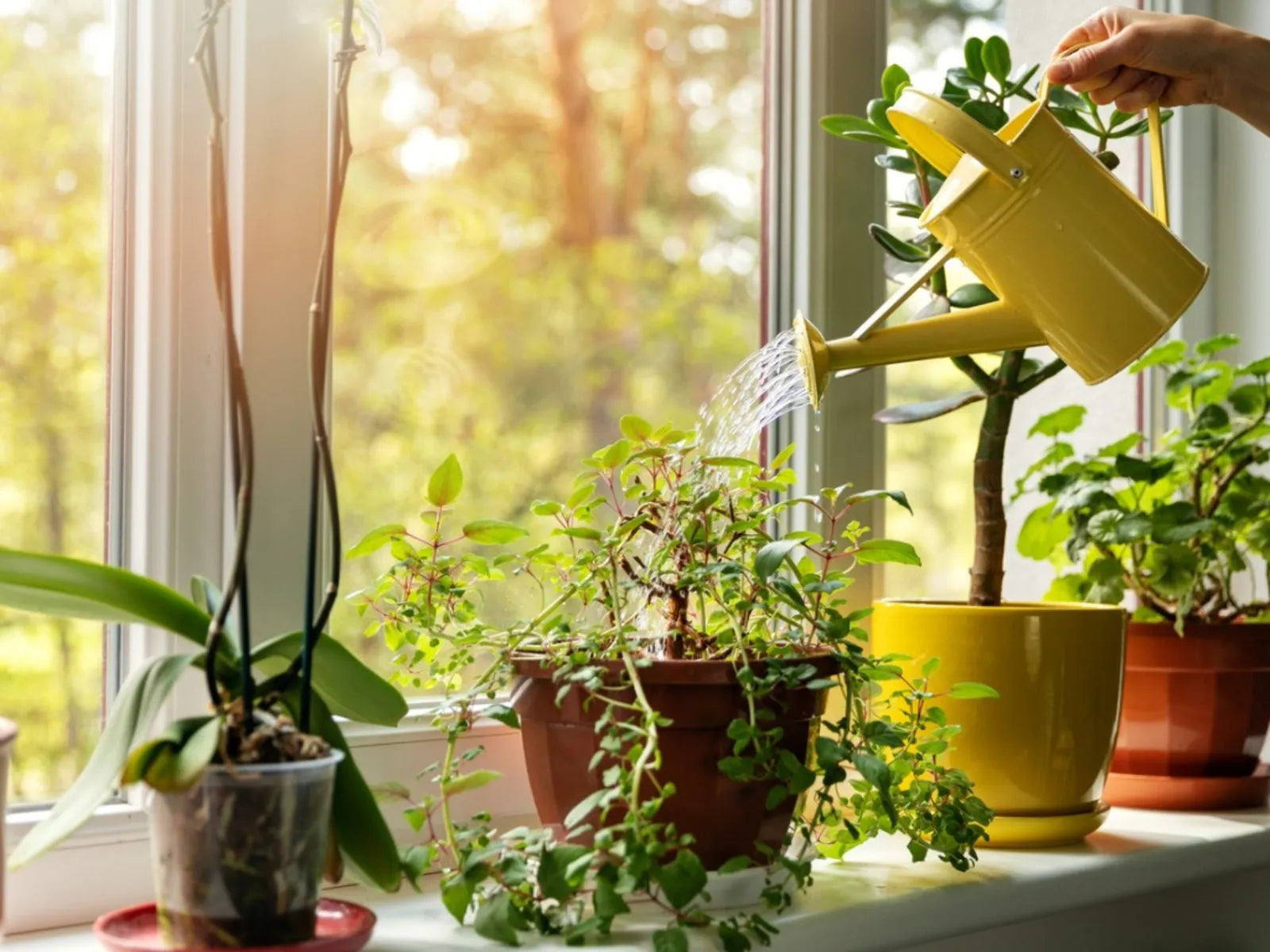 Watering Indoor Plants the Right Way: Tips and Tricks