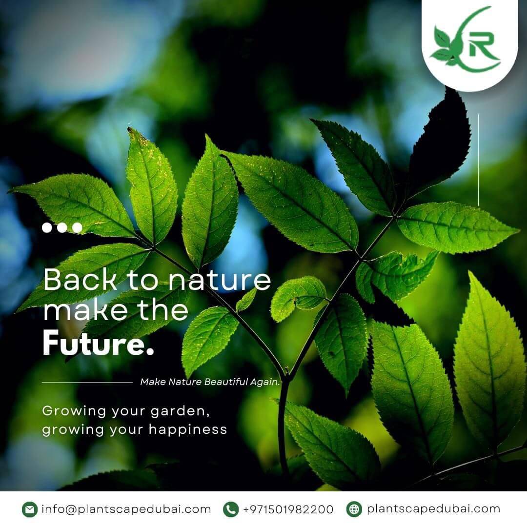 Indoor (Interior) Plants & Green Walls Maintenance