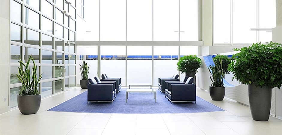 Indoor Plants Maintenance Service