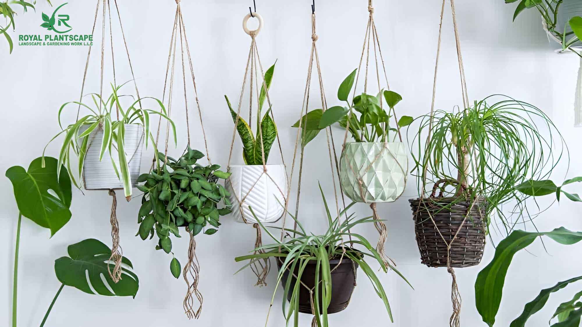 indoor hanging plants