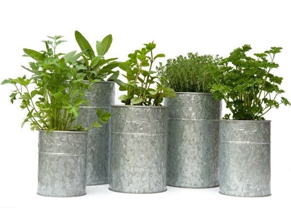Buy Steel Planters | Metal Garden Planters