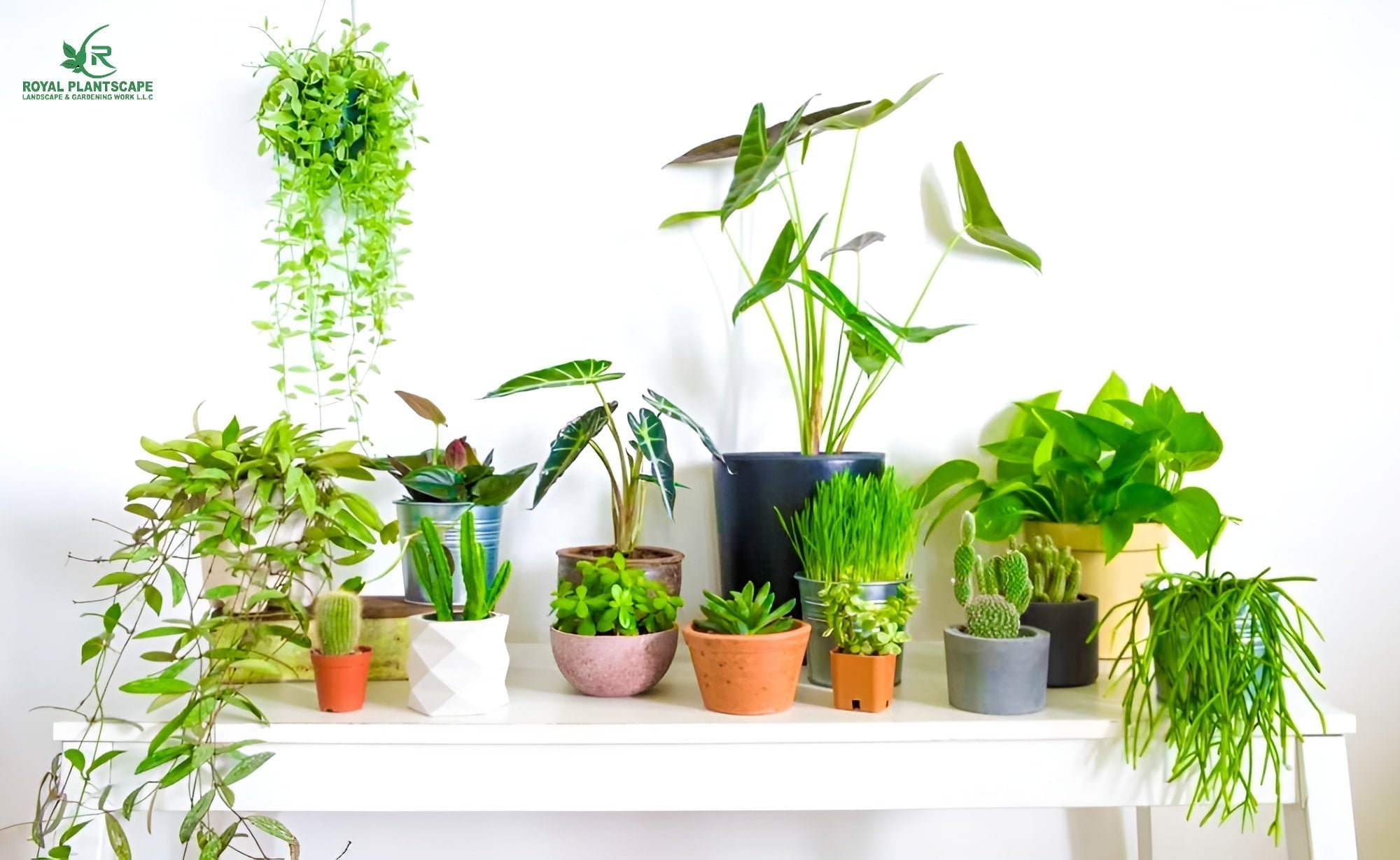 Best Indoor Plants in Dubai