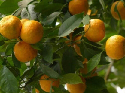 Citrus Orange Tree | Lush Fruit-Bearing Tree for Home &amp; Garden