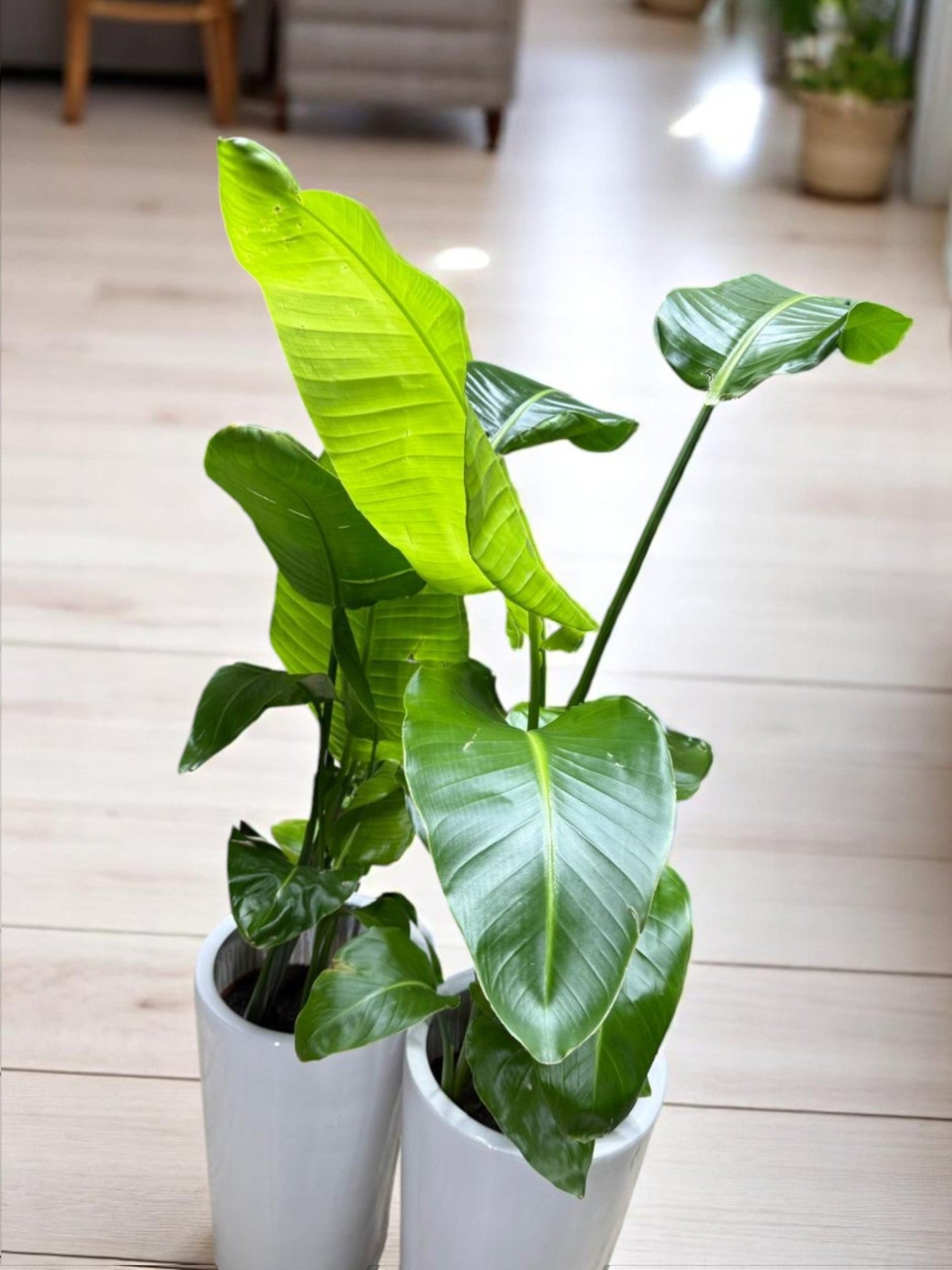 Bird of Paradise Combo – 2 Tall Indoor Plants (150cm) | Decorative Bundle