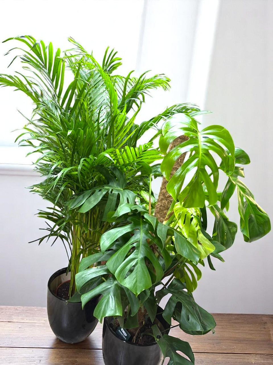 Combo Plants Bundle of 2 Pieces | Indoor Plants |Ceramic Plants| Office Plants | Home Plants