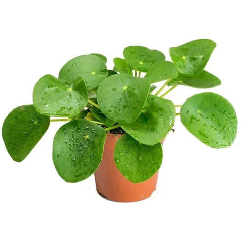 Chinese Money Plant