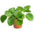 Chinese Money Plant