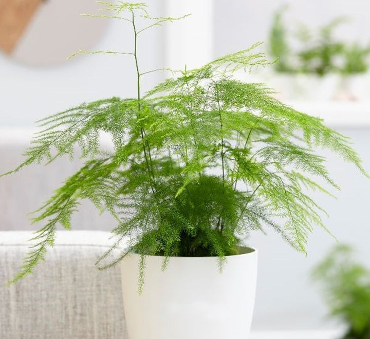 Asparagus Setaceus