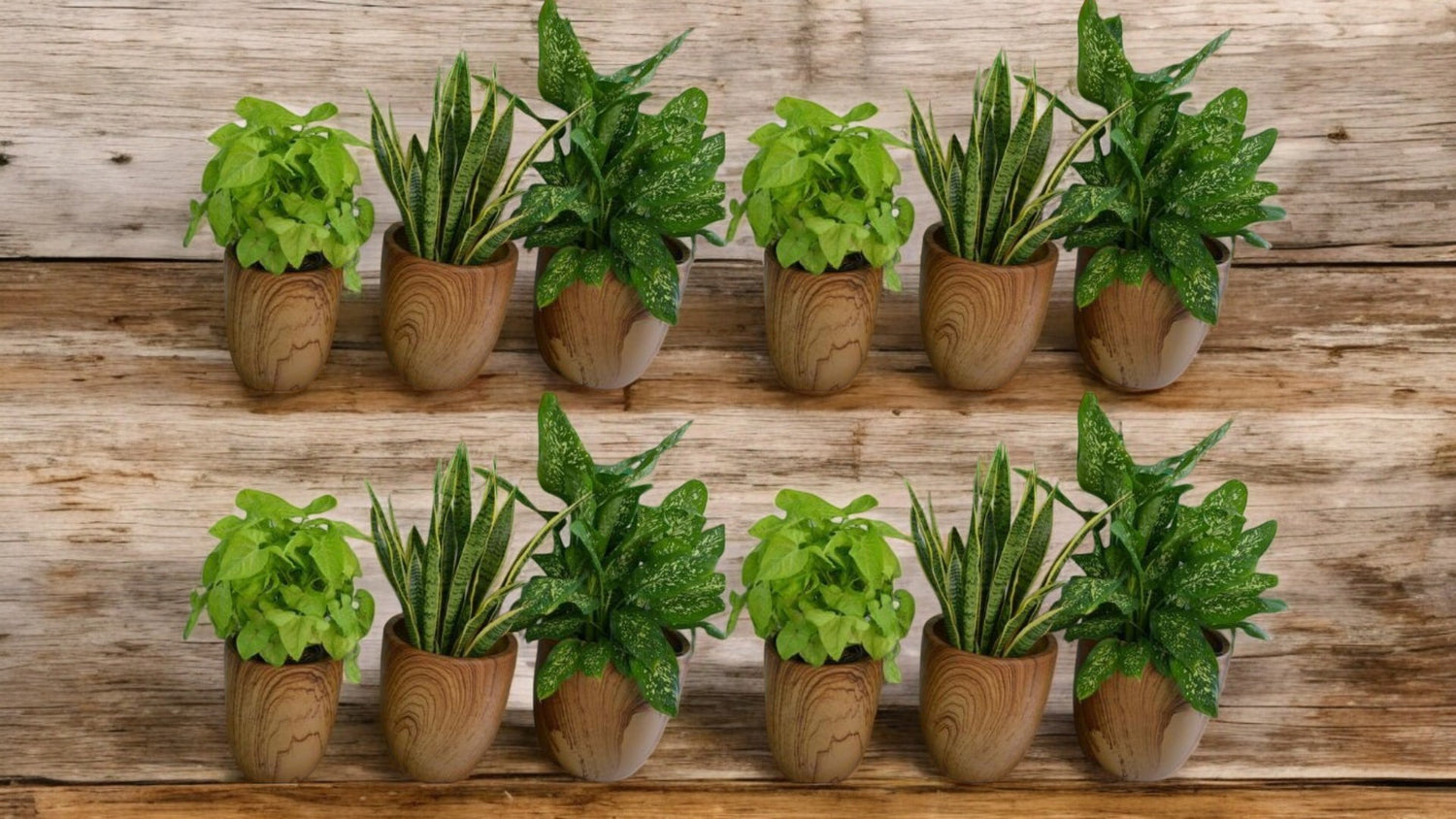 Combo Plants Bundle – Set of 12 Premium Indoor Plants | Snake Plant, Arrowhead, Dieffenbachia