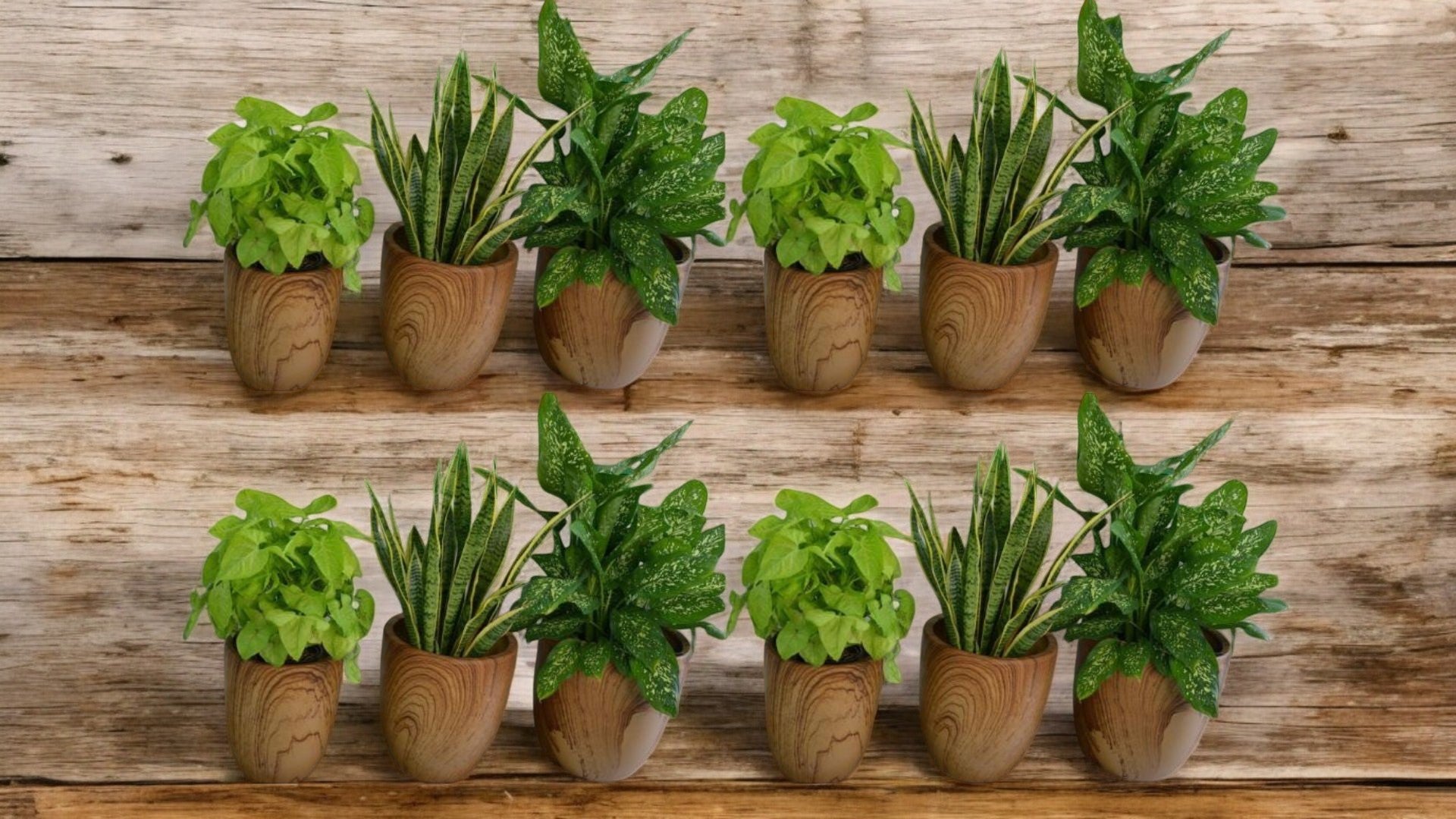 Combo Plants Bundle – Set of 12 Premium Indoor Plants | Snake Plant, Arrowhead, Dieffenbachia