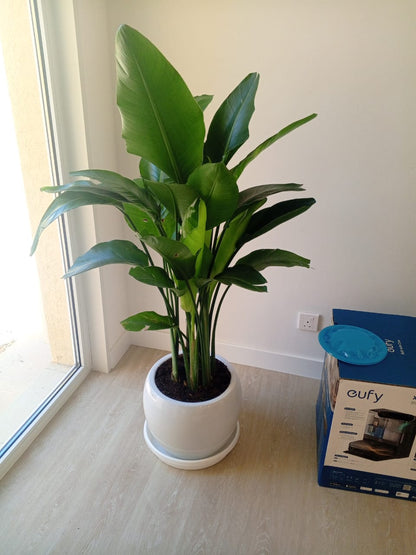 Strelitzia Nicolai or Bird of Paradise