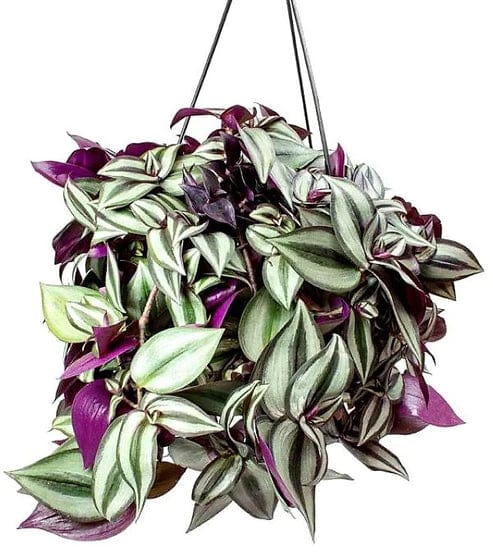 Tradescantia zebrina