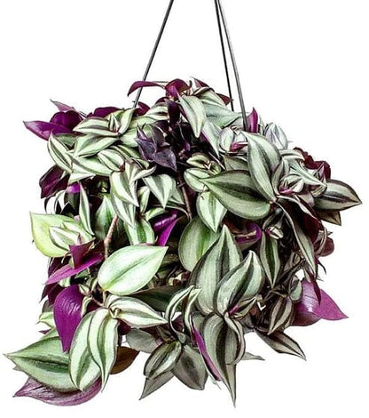 Tradescantia zebrina
