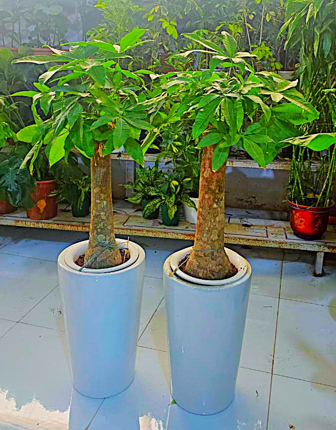 Pachira Indoor Plant Combo – Set of 2 | Stylish Ceramic Pots | 40–60cm Tall
