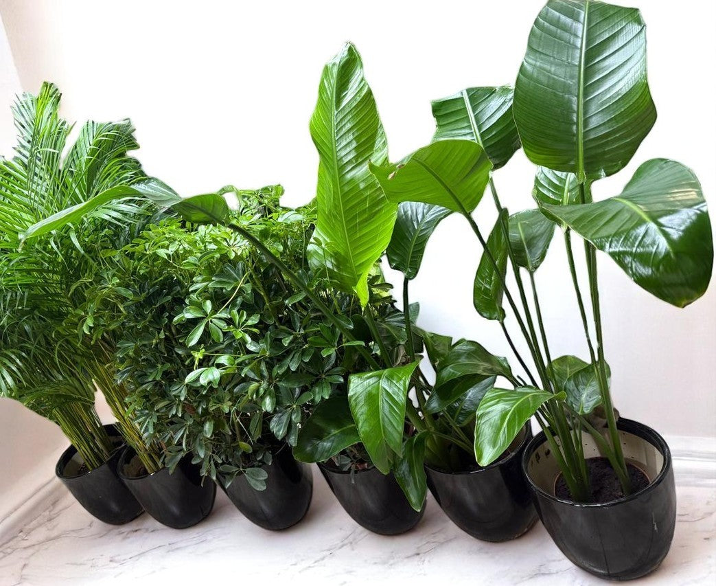 Premium Indoor Plants Bundle - 6-Piece Set | Areca Palm, Bird of Paradise &amp; Schefflera Umbrella Plants