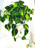 PHILODENDRON BRASIL