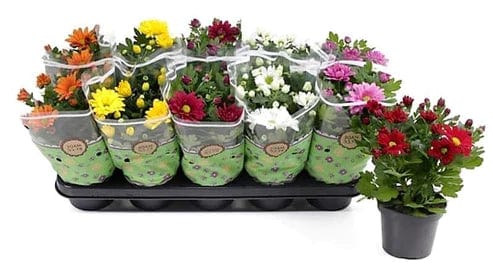 Chrysanthemum mix assorted 25 - 30 cm