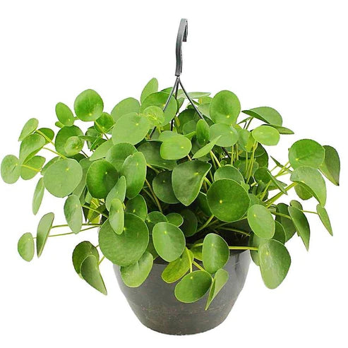 Chinese Money Plant