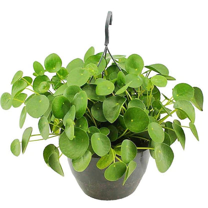 Chinese Money Plant