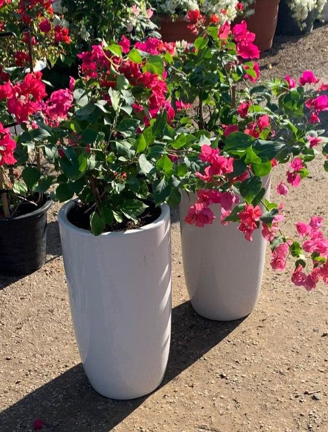 Bougainvillea Red Combo – 2-Piece Plant Set with Ceramic Pots