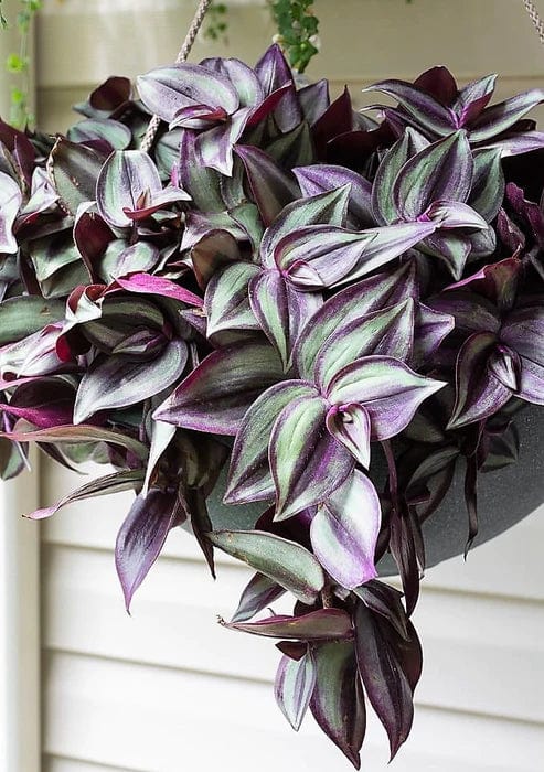 Tradescantia zebrina