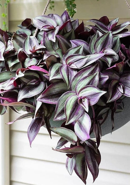 Tradescantia zebrina