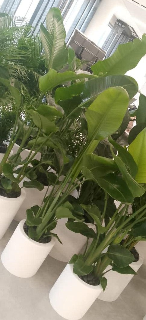 Combo Plants Bundle – 4 Lush Natural Indoor Plants in Ceramic Pots | 3 Bird of Paradise + 1 Areca Palm