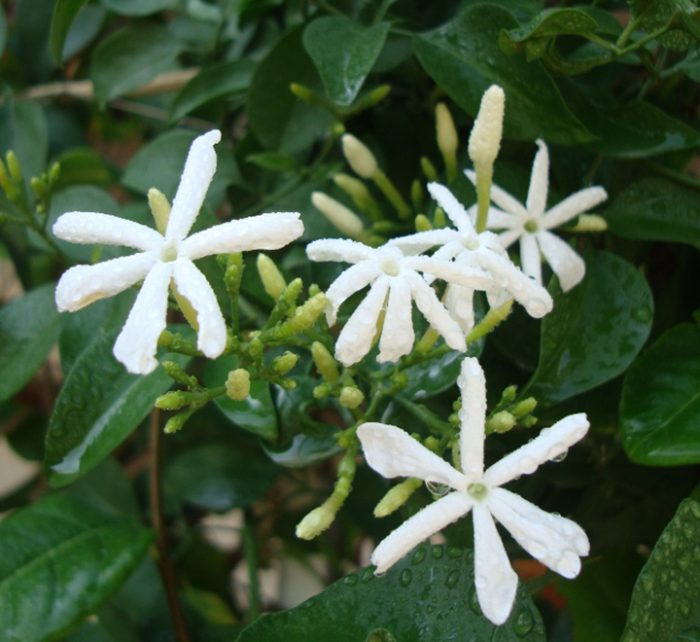 Jasminum grandiflora