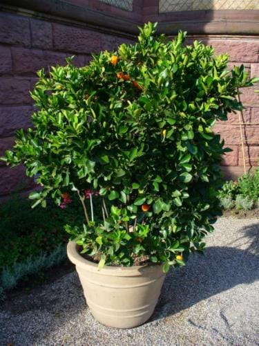 Citrus Mitis / Chinese Oranges | البرتقال الصيني – Fragrant Ornamental Tree for Indoors &amp; Outdoors