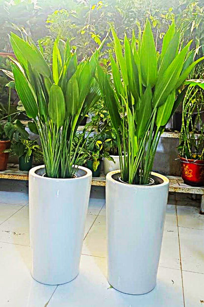 Combo Plants Bundle of 2 – Aspidistra Elatior | Elegant Indoor Greenery in Premium Ceramic Pots