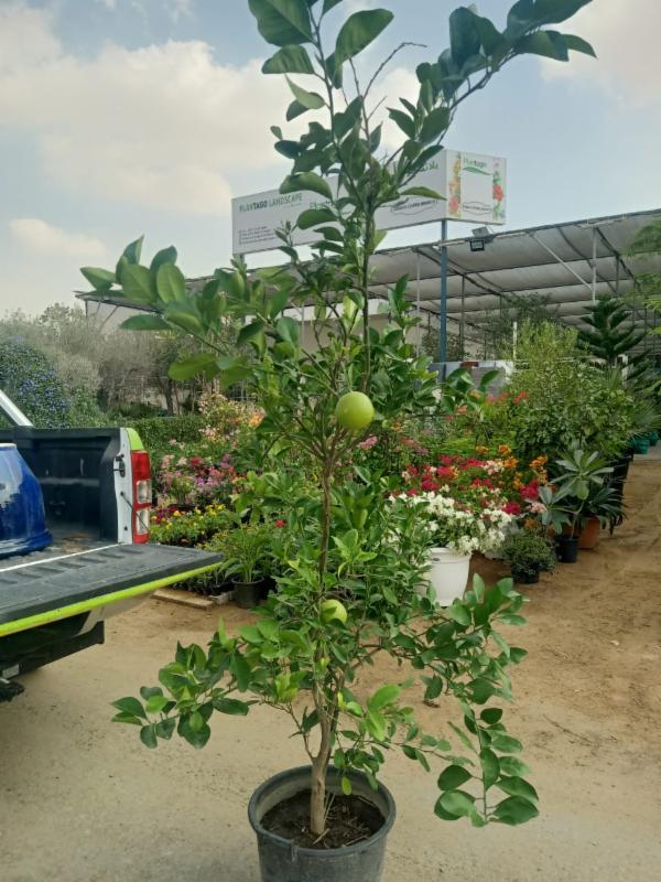 Citrus Orange Tree | Lush Fruit-Bearing Tree for Home &amp; Garden