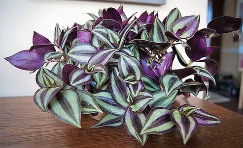Tradescantia zebrina