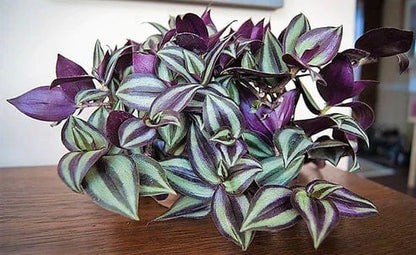 Tradescantia zebrina