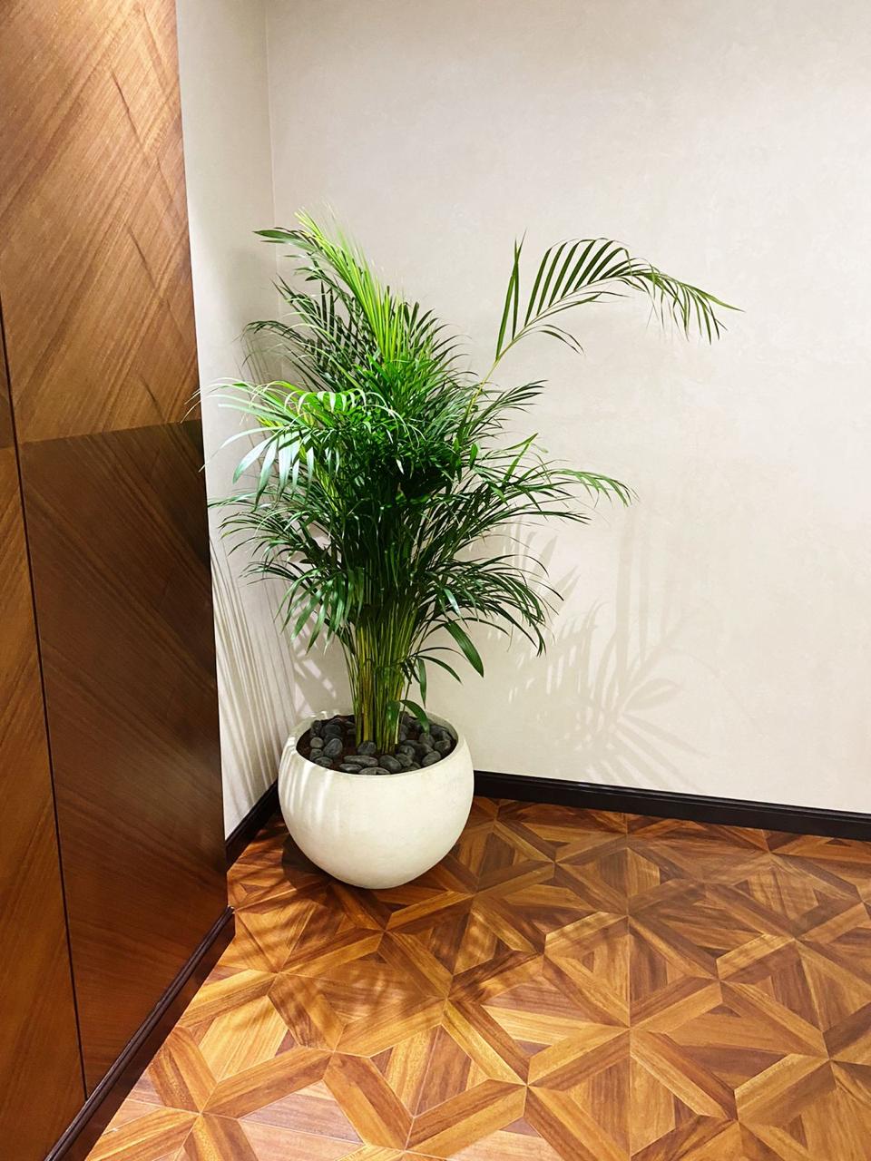 Well Potted Areca Palm | Best Indoor Plant for Home &amp; Office | Elegant Ceramic Pot