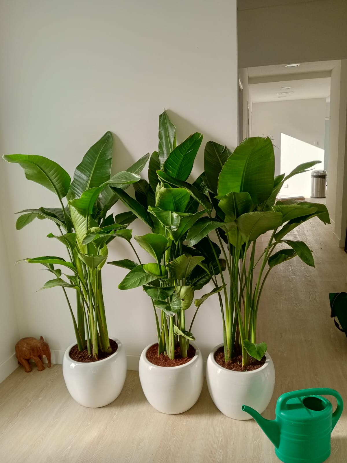 Strelitzia Nicolai or Bird of Paradise