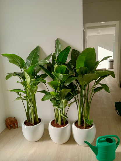 Strelitzia Nicolai or Bird of Paradise