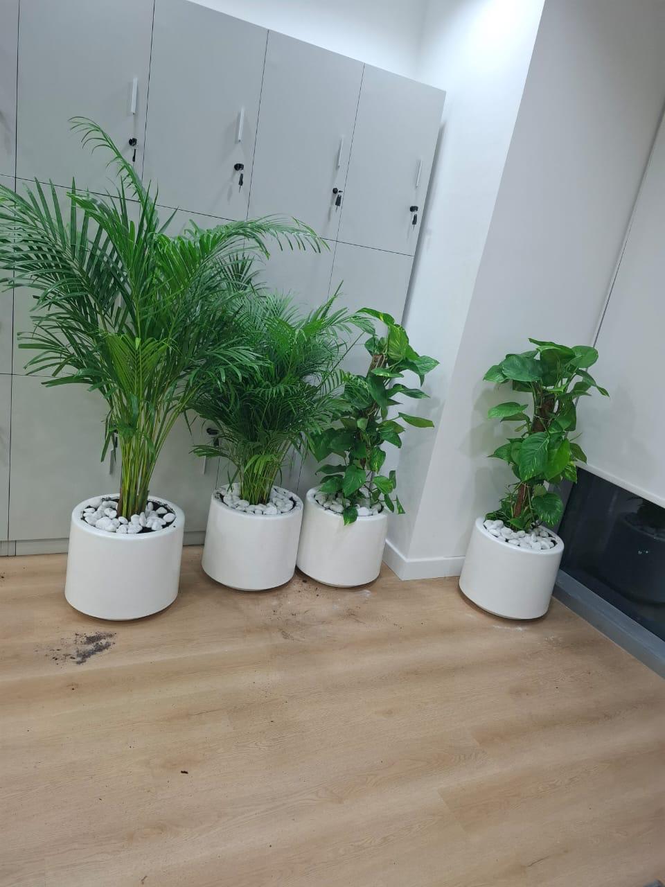 Lush Green Combo – 4 Indoor Plants Set in Ceramic Pots | 2x Money Plant + 2x Areca Palm