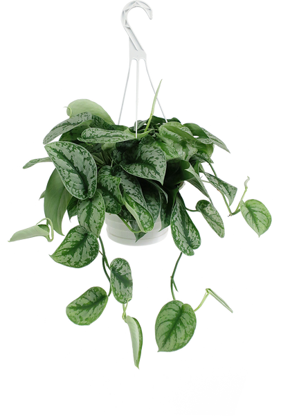 SATIN POTHOS HANGING