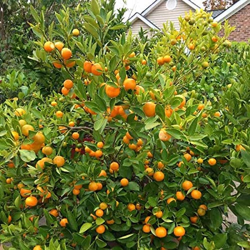 Citrus Mitis / Chinese Oranges | البرتقال الصيني – Fragrant Ornamental Tree for Indoors &amp; Outdoors