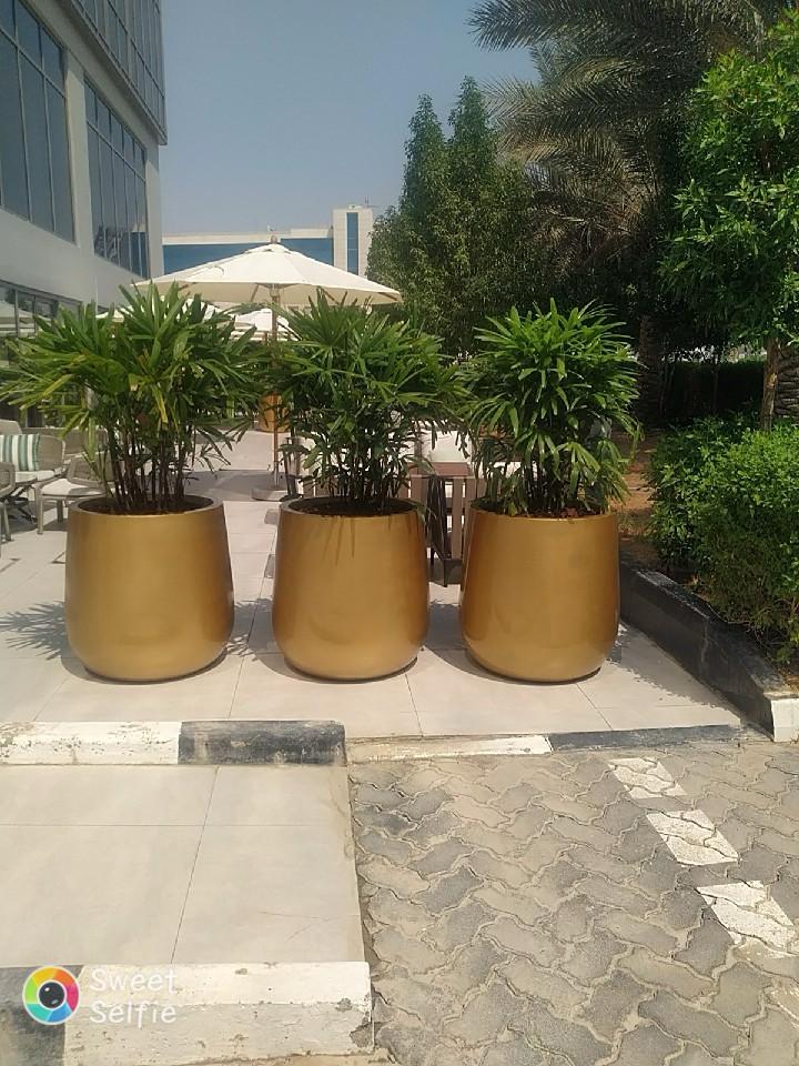 Combo Plants Bundle – 3 Elegant Rhaphis Excelsa in Golden Fibre Glass Pots