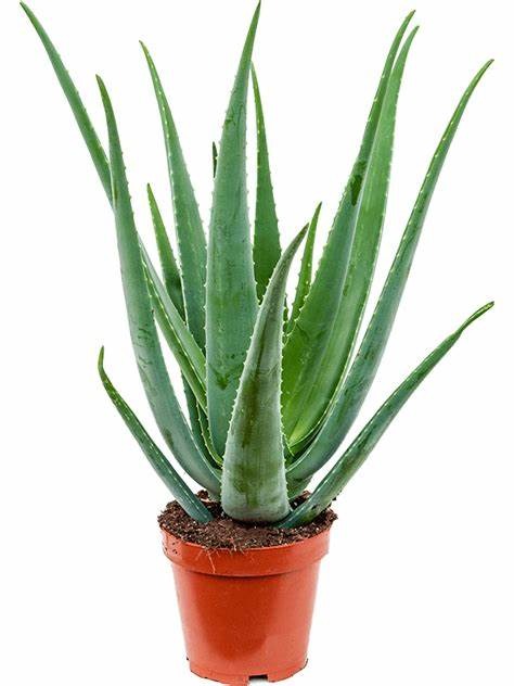 Aloe vera, Medicina Aloe, 25 - 30cm